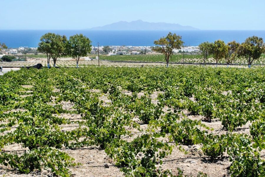 Santorini: Wine Tasting Tour & Sunset Viewing - Five things to know before booking