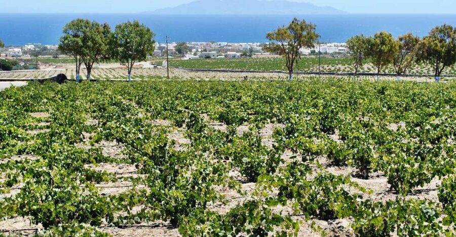 Santorini: Wine Tasting Tour & Sunset Viewing - First winery: an introduction to island grapes