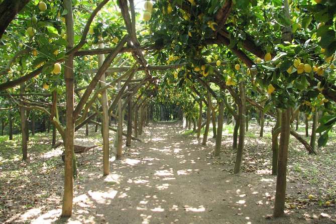 Sorrento Farm and Food Experience including Olive Oil, Limoncello, Wine tasting - Key things to know before you book