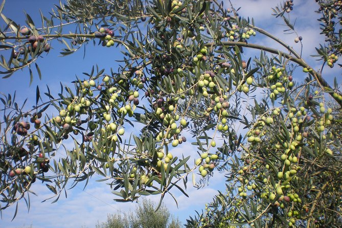 Sorrento Farm and Food Experience including Olive Oil, Limoncello, Wine tasting - Leaving Sorrento for the hills