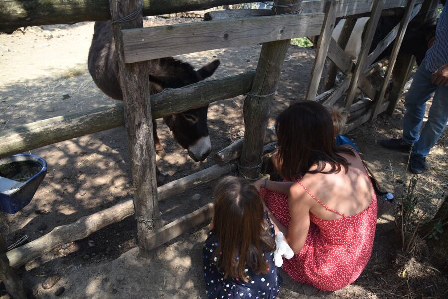 Sorrento: Farm Tour with Cheese Tasting & Pizza Making Class - The farmhouse lunch includes much more than pizza