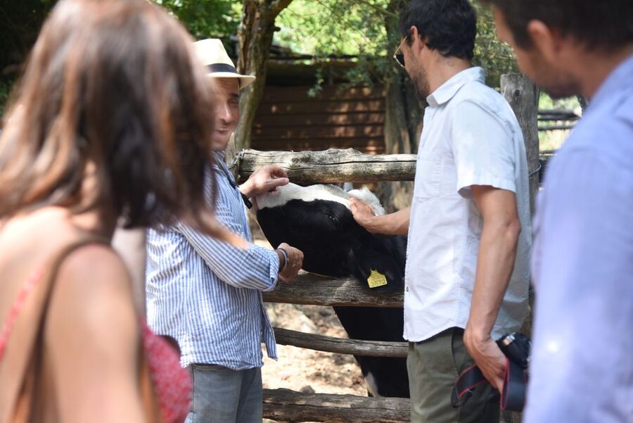 Sorrento: Farm Tour with Cheese Tasting & Pizza Making Class - Who should book this Sorrento farm tour