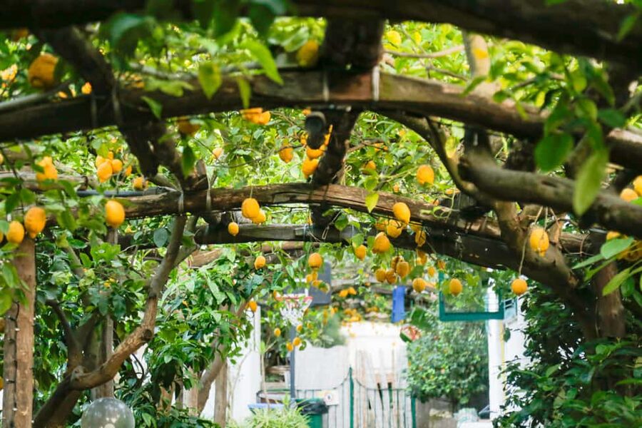 Sorrento: Guided Walking Tour & Street Food Experience - The guides make the biggest difference