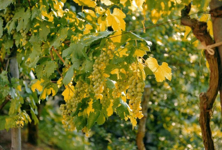 Sorrento: Lemon, Olive Oil and Wine Tasting Tour with Lunch - Key Points Before You Book