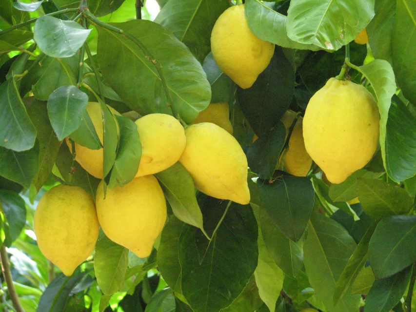 Sorrento: Lemon, Olive Oil and Wine Tasting Tour with Lunch - Bees, Chestnut Woods, and Sorrento Lemons
