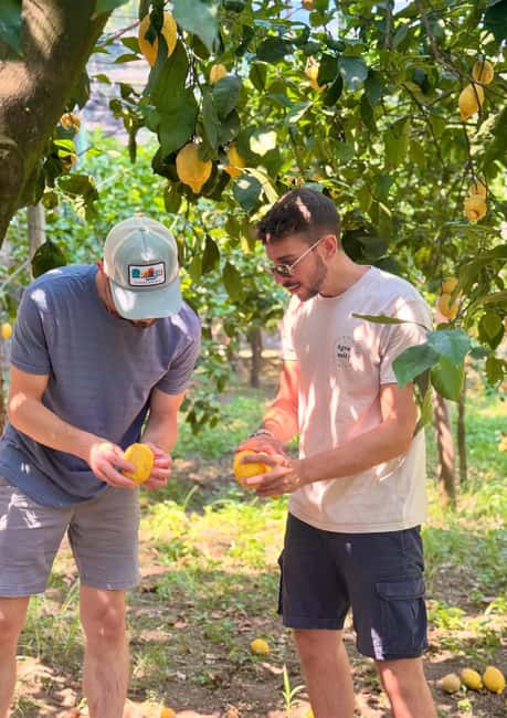 Sorrento: Lemon Picking & Tasting Tour - Walking among the Sorrento lemon trees
