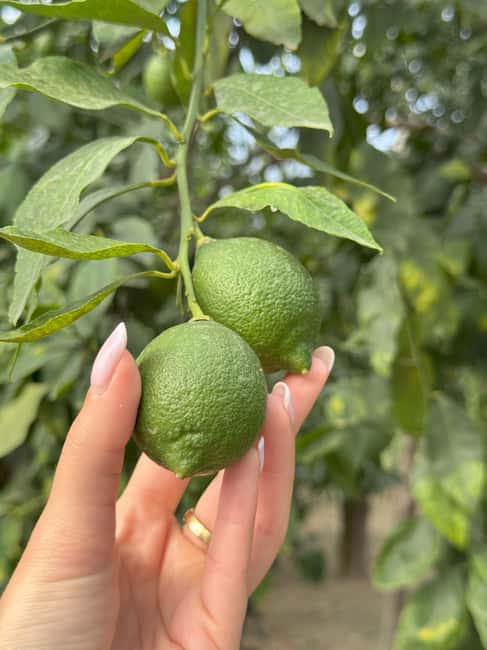 Sorrento: Lemon Picking & Tasting Tour - Arriving at the orchard near Sorrento