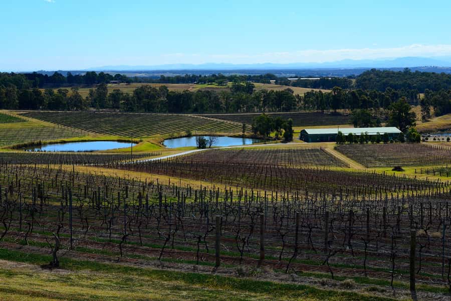 Sydney: Chef-Led Hunter Valley Food & Wine Tour - Starting early at Sydney Fish Market