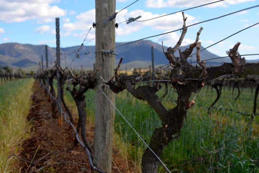 Sydney: Chef-Led Hunter Valley Food & Wine Tour - What the $196 price really covers