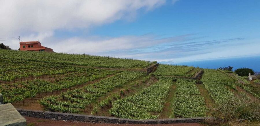 Tenerife: 4-Hour Gauchinche Food Tour - Local guides make the difference