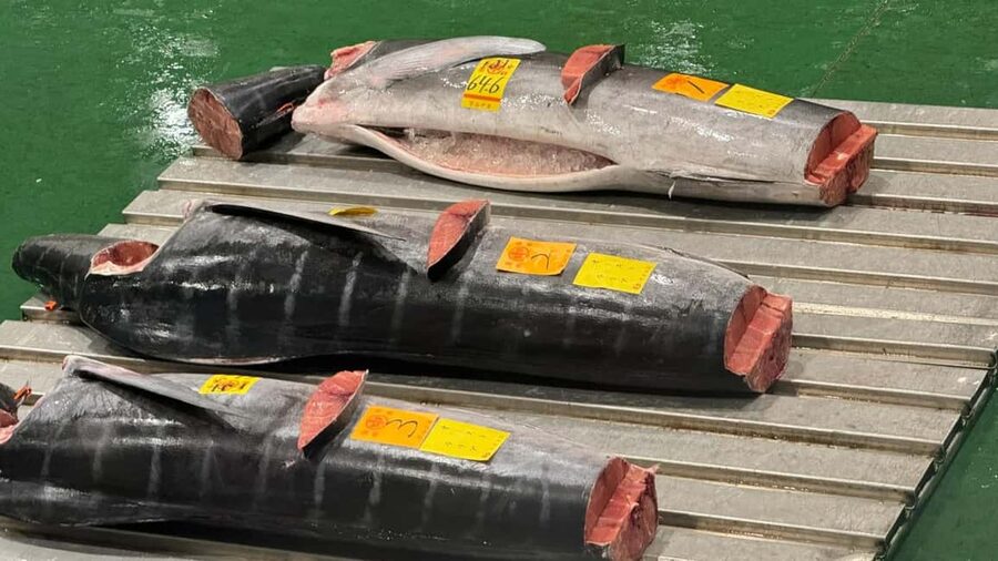 Tokyo: Toyosu Tuna Auction &Tsukiji Market Gourmet Adventure - Key points at a glance