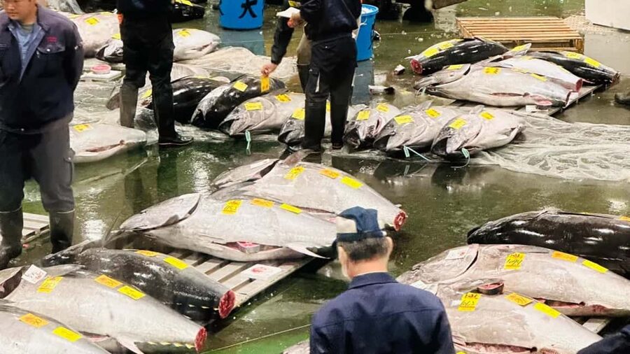 Tokyo: Toyosu Tuna Auction &Tsukiji Market Gourmet Adventure - Why the 5:00 AM start is worth considering