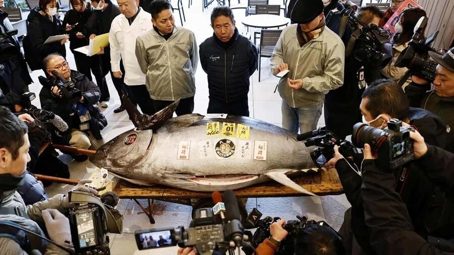 Tokyo: Toyosu Tuna Auction &Tsukiji Market Gourmet Adventure - How the first-floor lottery changes the experience