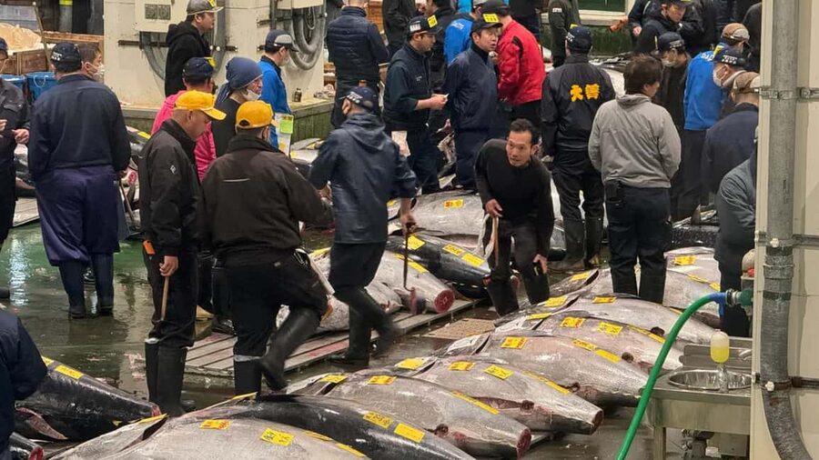 Tokyo: Toyosu Tuna Auction &Tsukiji Market Gourmet Adventure - A seafood breakfast at Toyosu
