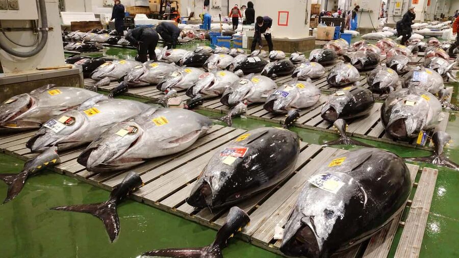 Tokyo: Toyosu Tuna Auction &Tsukiji Market Gourmet Adventure - Toyosu’s tuna auction from the public viewing deck