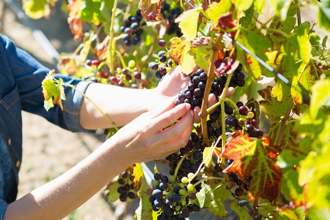 Troodos Mountains Grape Escape: All Inclusive Food & Wine Tour - The surprise stop and rural Cyprus