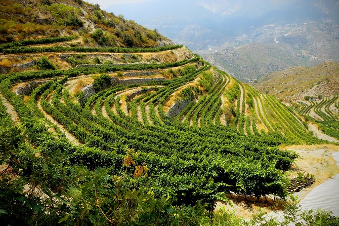 Troodos Mountains Grape Escape: All Inclusive Food & Wine Tour - What the small group changes