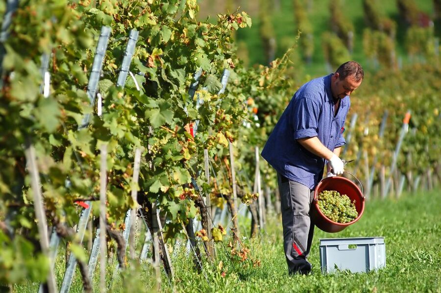 Vineyard Sips: Family Winery Tour & Gourmet Tasting in Corfu - A small winery with a strong Corfiot identity