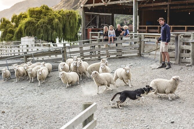 Walter Peak Gourmet BBQ Lunch & Queenstown Lake Cruise - Key points to know before booking