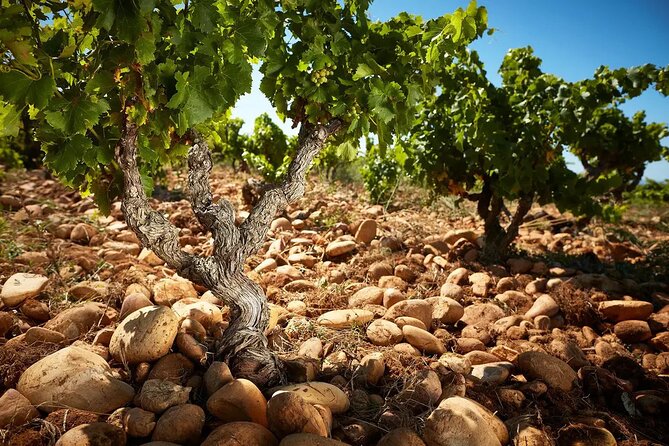 Wine Tasting Tour at Châteauneuf du Pape - What the tastings are likely to feel like